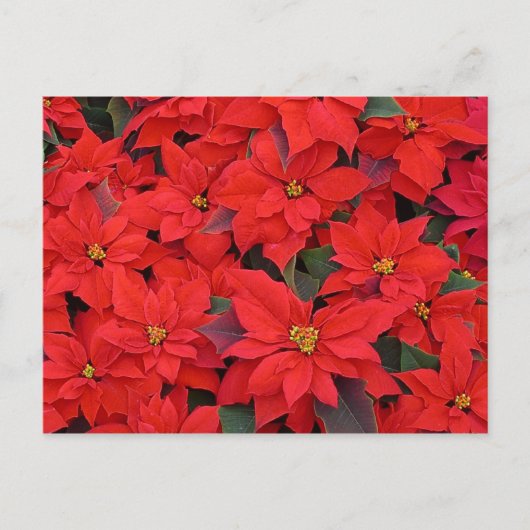 Red Poinsettias Iクリスマスホリデーフローラ写真 シーズンポストカード (正面)