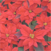 Red Poinsettias Iクリスマスホリデーフローラ写真 シール (正面)