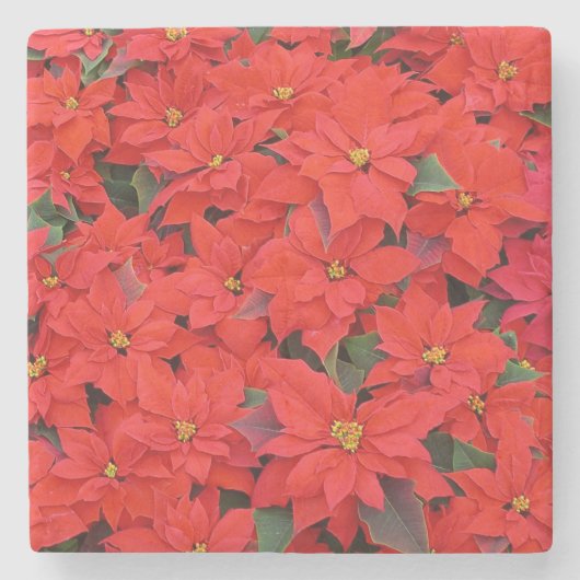 Red Poinsettias Iクリスマスホリデーフローラ写真 ストーンコースター (正面)