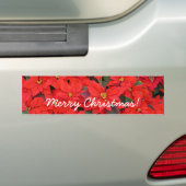 Red Poinsettias Iクリスマスホリデーフローラ写真 バンパーステッカー (車上)