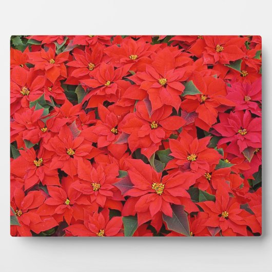 Red Poinsettias Iクリスマスホリデーフローラ写真 フォトプラーク (正面)