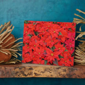Red Poinsettias Iクリスマスホリデーフローラ写真 フォトプラーク (側面)