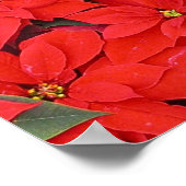 Red Poinsettias Iクリスマスホリデーフローラ写真 ポスター (角)