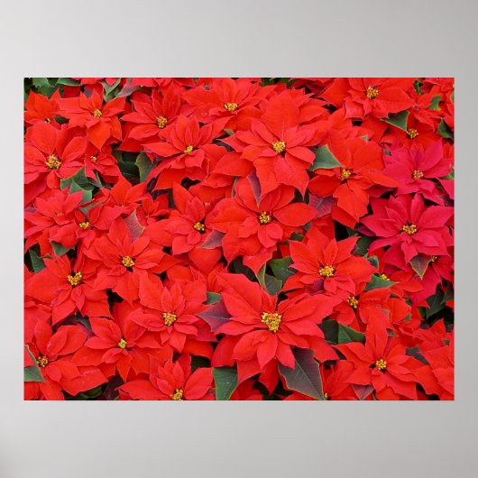 Red Poinsettias Iクリスマスホリデーフローラ写真 ポスター (正面)