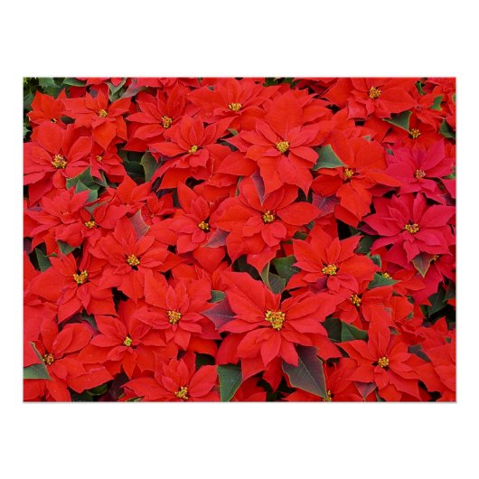 Red Poinsettias Iクリスマスホリデーフローラ写真 ポスター (正面)