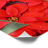 Red Poinsettias Iクリスマスホリデーフローラ写真 ポスター (コーナー)
