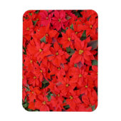 Red Poinsettias Iクリスマスホリデーフローラ写真 マグネット (縦)