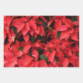 Red Poinsettias Iクリスマスホリデーフローラ写真 ラッピングペーパーシート (正面3)