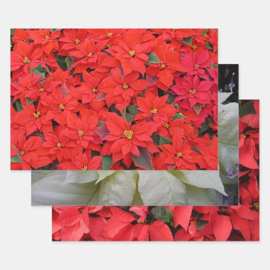 Red Poinsettias Iクリスマスホリデーフローラ写真 ラッピングペーパーシート (セット)