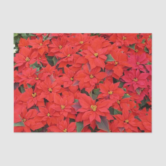Red Poinsettias Iクリスマスホリデーフローラ写真 薄葉紙 (正面)