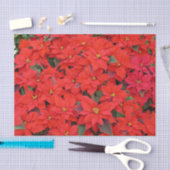 Red Poinsettias Iクリスマスホリデーフローラ写真 薄葉紙 (クラフト)