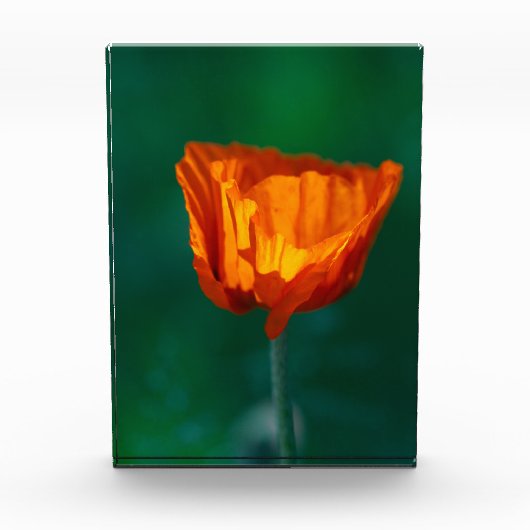 Red Poppy Macro Photography Poster フォトブロック (正面)