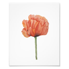 Red Poppy Watercolor Botanical Print フォトプリント