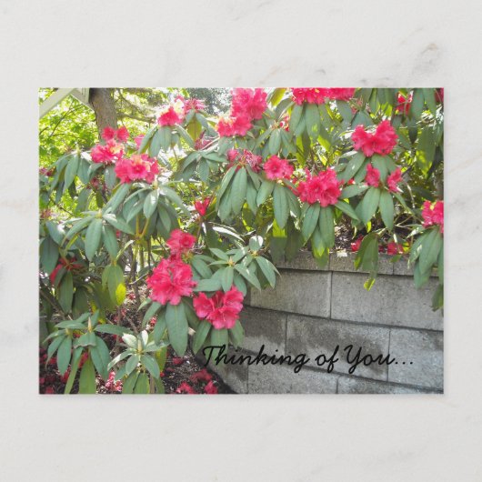 Red Rhodos - Thinking of You... ポストカード (正面)