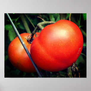 Red Ripe Garden Tomatoes On The Vine ポスター