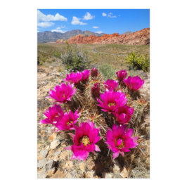Red Rock Canyon, NV，ピンクのサボテンの花 フォトプリント