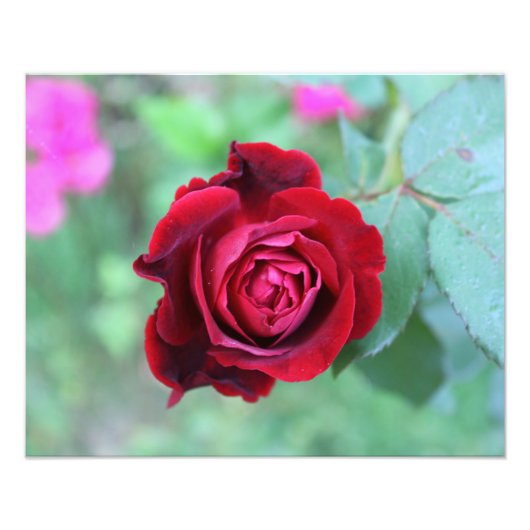 Red rose フォトプリント            (正面)