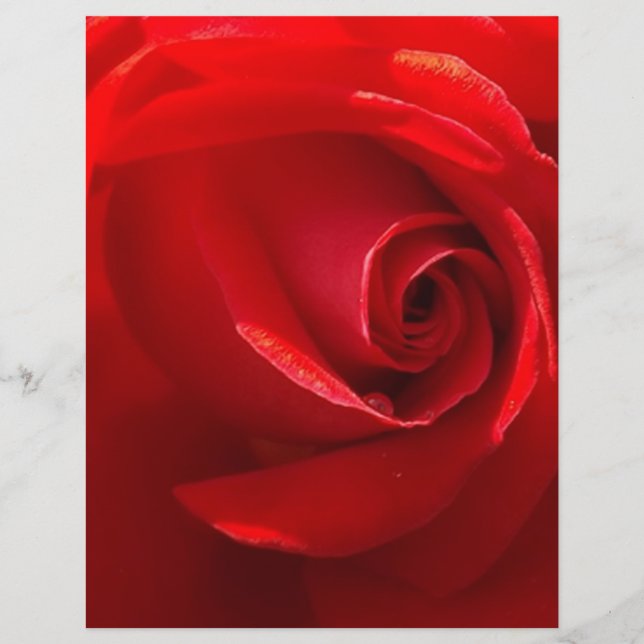 Red-Rose-3.jpg (正面)