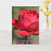 Red Rose Garden Love (my photography) カード (黄色い花)