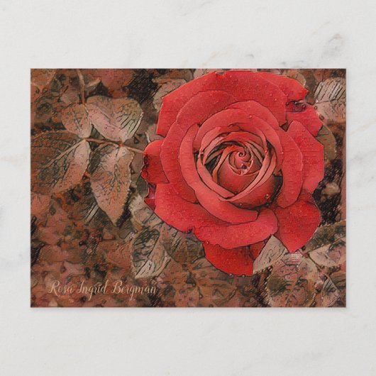 Red Rose [Postcard] ポストカード (正面)
