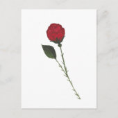 Red Rose Postcard ポストカード (正面)