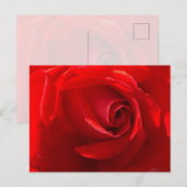 Red Rose Postcard ポストカード (正面/裏面)