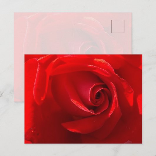Red Rose Postcard ポストカード (正面/裏面)