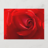 Red Rose Postcard ポストカード (正面)