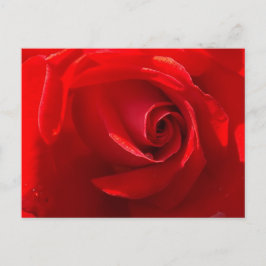 Red Rose Postcard ポストカード