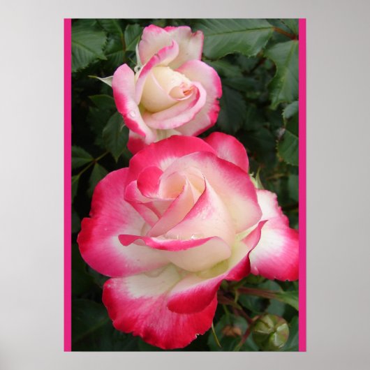 Red Rose Roses Floral Flower Garden Poster ポスター (正面)