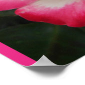 Red Rose Roses Floral Flower Garden Poster ポスター (角)