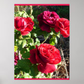 Red Rose Roses Flower Floral Garden Eugene Furst ポスター (正面)