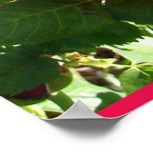 Red Rose Roses Flower Floral Garden Eugene Furst ポスター (角)