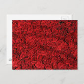Red Rosesクローズアップ写真 ポストカード (正面/裏面)