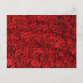 Red Rosesクローズアップ写真 ポストカード (正面)