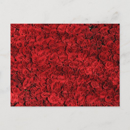 Red Rosesクローズアップ写真 ポストカード (正面)