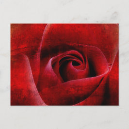 Red Rosesマクロ。 ポストカード