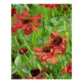 RED RUDBECKIA FLOWERS ポスター (正面)