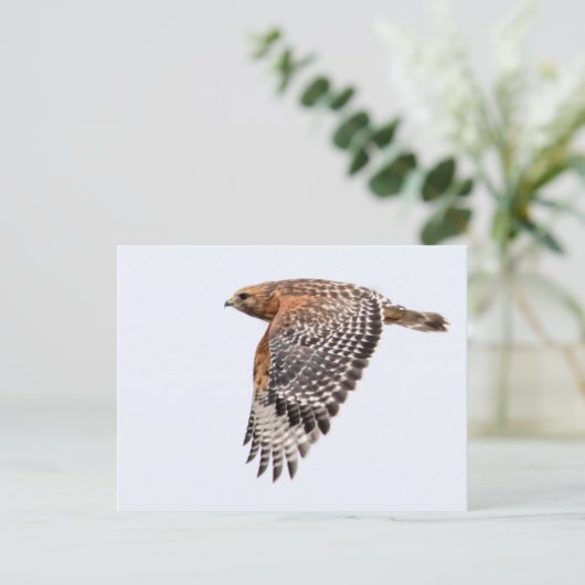 Red Shouldered Hawk in flight ポストカード (スタンド正面)