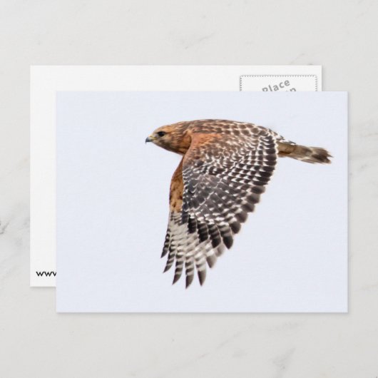 Red Shouldered Hawk in flight ポストカード (正面/裏面)