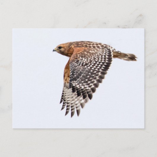 Red Shouldered Hawk in flight ポストカード (正面)