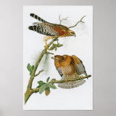 Red-shouldered Hawk John Audubon Birds of America ポスター (正面)