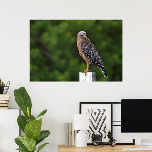 Red Shouldered Hawk on Perch with Green Background ポスター (ホームオフィス)