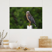 Red Shouldered Hawk on Perch with Green Background ポスター (キッチン)