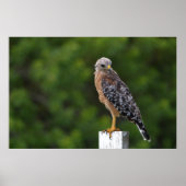 Red Shouldered Hawk on Perch with Green Background ポスター (正面)