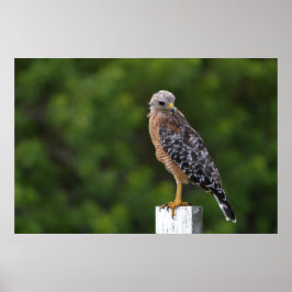 Red Shouldered Hawk on Perch with Green Background ポスター