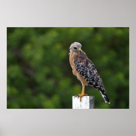 Red Shouldered Hawk on Perch with Green Background ポスター (正面)