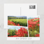 Red Spider Lily ポストカード (正面/裏面)