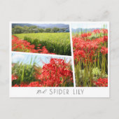 Red Spider Lily ポストカード (正面)