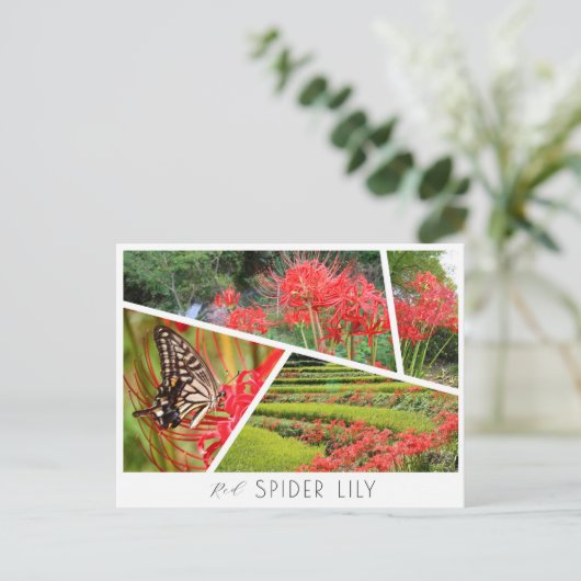Red Spider Lily ポストカード (スタンド正面)